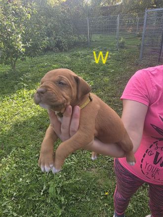 Ridgeback-Stafford Welpen
