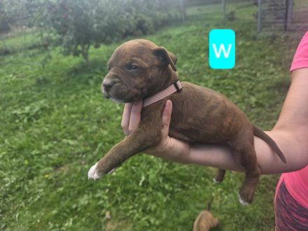 Ridgeback-Stafford Welpen
