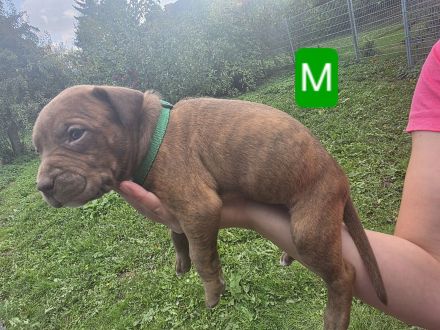 Ridgeback-Stafford Welpen
