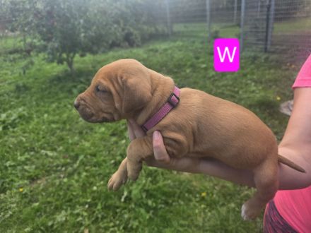 Ridgeback-Stafford Welpen