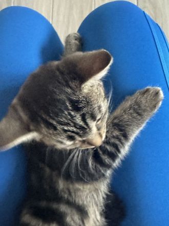 BKH Kitten | Kätzchen | braun | 3 Monate alt