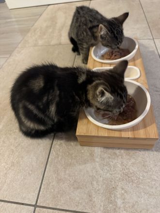 BKH Kitten | Kätzchen | braun | 3 Monate alt