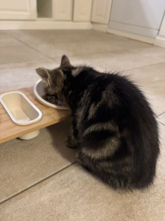 BKH Kitten | Kätzchen | braun | 3 Monate alt