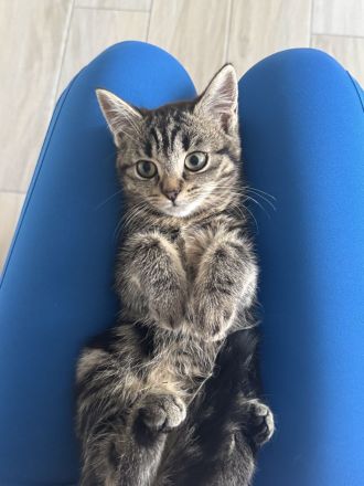 BKH Kitten | Kätzchen | braun | 3 Monate alt