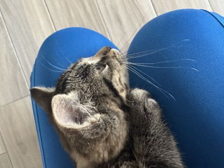 BKH Kitten | Kätzchen | braun | 3 Monate alt