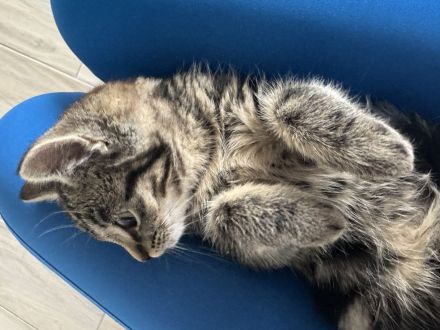 BKH Kitten | Kätzchen | braun | 3 Monate alt