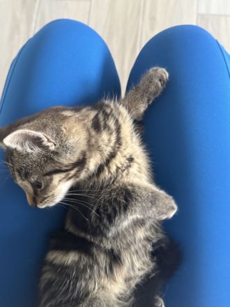 BKH Kitten | Kätzchen | braun | 3 Monate alt