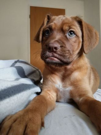 Bordeaux-Dogge Mix Wunder