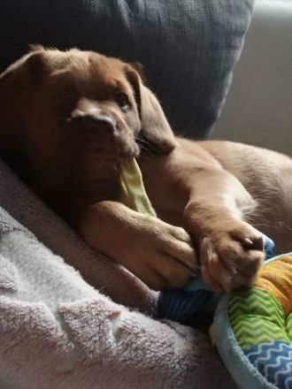 Bordeaux-Dogge Mix Wunder