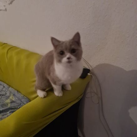 Bkh geschwister sehr Hübsch