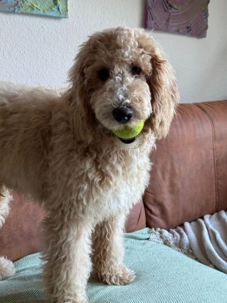 Liebevolles Zuhause für Charlie gesucht