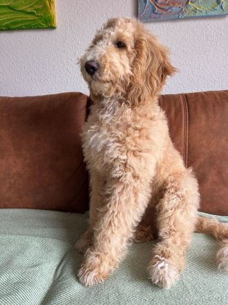 Liebevolles Zuhause für Charlie gesucht