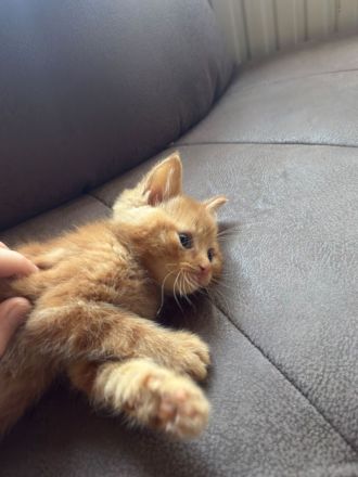 💌 Suchst du zwei rote Abenteurer?🐈🐈