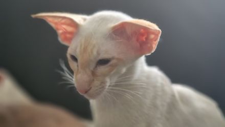 Siamkatze in red point