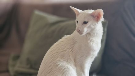 Siamkatze in red point