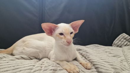 Siamkatze in red point