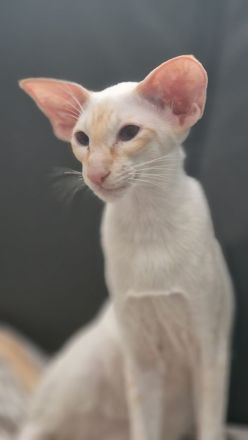 Siamkatze in red point