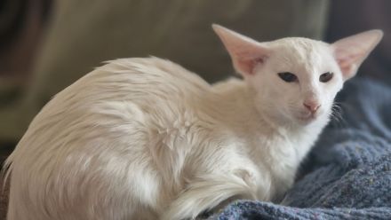 Siamkatze in red point