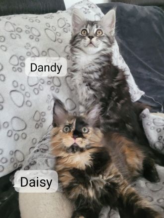 Maine Coon Kitten - auszugsbereit