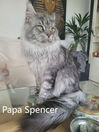 Maine Coon Kitten - auszugsbereit