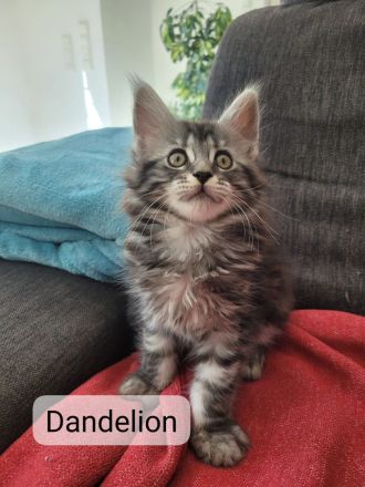 Maine Coon Kitten - auszugsbereit