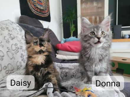 Maine Coon Kitten - auszugsbereit