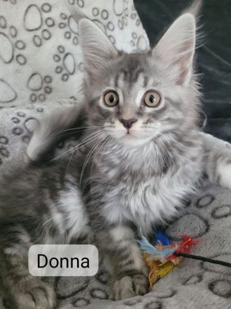 Maine Coon Kitten - auszugsbereit