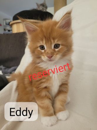 Maine Coon Kitten