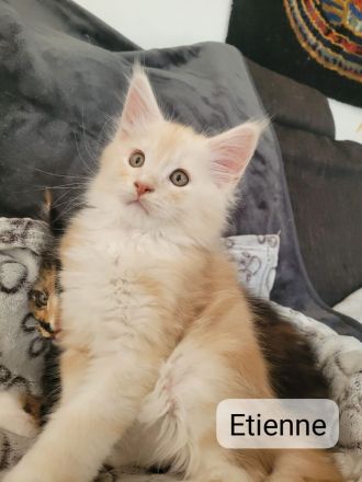 Maine Coon Kitten
