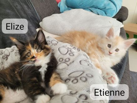 Maine Coon Kitten