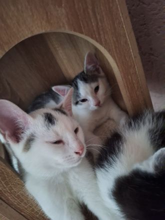 Cooper , Fridolin und Leo