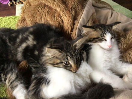 Norwegische Waldkatzen zwei kleine Kater noch abzugeben mit Stammbaum ab Ende Oktober