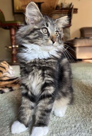 Norwegische Waldkatzen zwei kleine Kater noch abzugeben mit Stammbaum ab Ende Oktober
