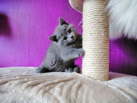 BKH Kitten in Blau