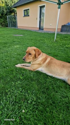 Labrador-Border-Collie Welpen
