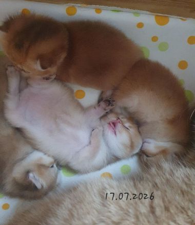 BKH Kitten black-golden-shaded reinrassig mit exzellentem Stammbaum
