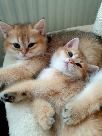 BKH Kitten black-golden-shaded reinrassig mit exzellentem Stammbaum
