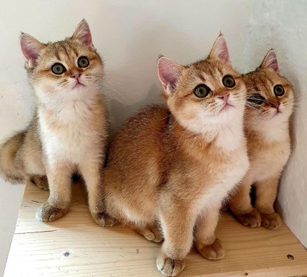 BKH Kitten black-golden-shaded reinrassig mit exzellentem Stammbaum