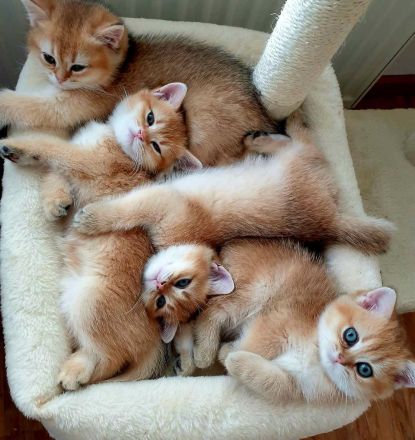 BKH Kitten black-golden-shaded reinrassig mit exzellentem Stammbaum