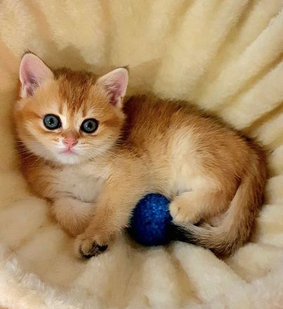 BKH Kitten black-golden-shaded reinrassig mit exzellentem Stammbaum