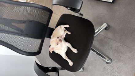 Chihuahua-Rüde Theo sucht eine passende Chihuahua-Hündin zur Verpaarung 🐾