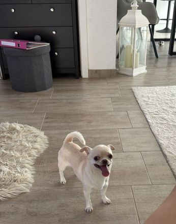 Chihuahua-Rüde Theo sucht eine passende Chihuahua-Hündin zur Verpaarung 🐾