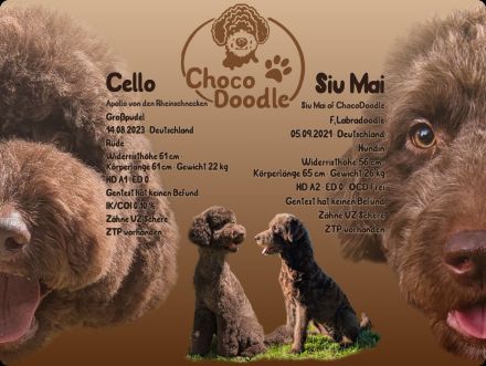 Wurfanzeige braune F1b Labradoodle in Standard