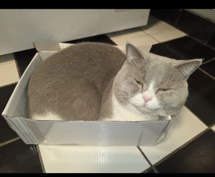 Zwei Bkh kater weiss grau