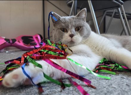 Zwei Bkh kater weiss grau