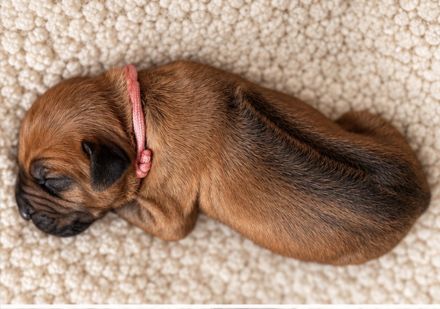 Rhodesien Ridgeback Welpen
