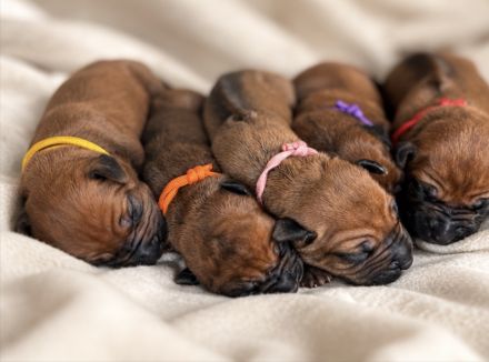 Rhodesien Ridgeback Welpen