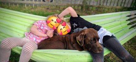 Wurfankündigung: Wunderschöne, rassetypische Labrador Retriever Welpen im Anmarsch!