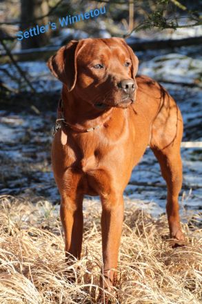 Wurfankündigung: Wunderschöne, rassetypische Labrador Retriever Welpen im Anmarsch!