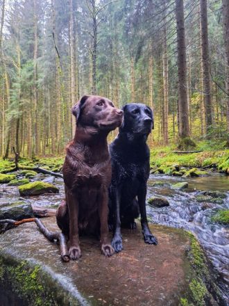 Wurfankündigung: Wunderschöne, rassetypische Labrador Retriever Welpen im Anmarsch!